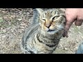 久しぶりに顔見せてニャハハン盛り上がってる猫ニャッハー