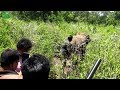 Adventures of a wildlife officer, Treating elephants