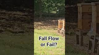 A Fall Flow, or a Fall Fail?
#shorts #shortvideo #viral
Man, this is a Fall flow. Look at how busy the bees are.
Website: castlehives.com
Join this channel to get access to the perks:
https://www.youtube.com/channel/UCPEQQyeEozoYNX_itnGfo3g/join
Tags:
#youtubeshorts #viralvideo #viral #honeybees #beekeeping #stinger #sting A Fall Flow, or a Fall Fail?