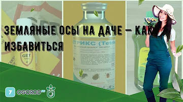 Земляные осы на даче — как избавиться