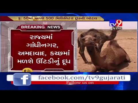 Gujarat : Amul launches camel milk in the state- Tv9