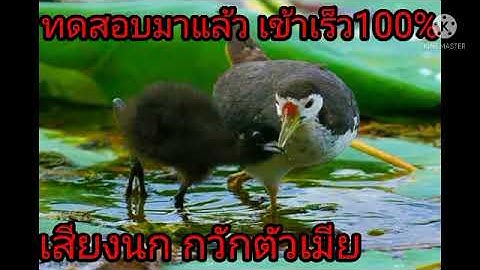 เสียงต่อ นกกวัก เสียงตัวเมีย ร้องหาคู่ เสียงชัด มาเร็ว1,000%ทดสอบมาแล้ว ฝากกด ติดตาม ด้วยน่ะค่ะ