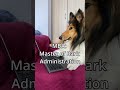 My dog has a job interview | Part1 #shorts #funny #funnydogs #dog #pets #cutedog #jobinterview
