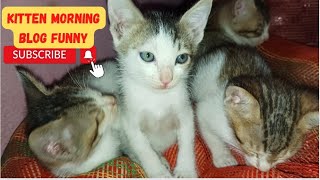 Cat And Kitten Morning Blog | kitten morning routine! Cat fanny video? #cat #morning #kitten #kids