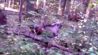 moose hunting with dogs! Охота на лося с собаками! moose hunting with dogs! Охота на лося с собаками!