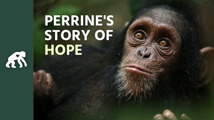 Get to Know Perrine's Tchimpounga Sanctuary Story ...