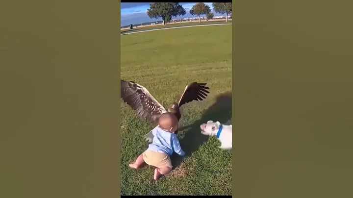 Hero Dog Saves Baby from Eagle Attack- Real Footage?