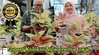 Spesial Koleksi Berkelas, Gratis Ongkir Seluruh Indonesia di Yakub Plants Nursery, part 3~682