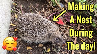 Hedgehog building a nest in the middle of the day! | Rare footage