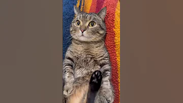 Mio Mao La La La La La Shorts 