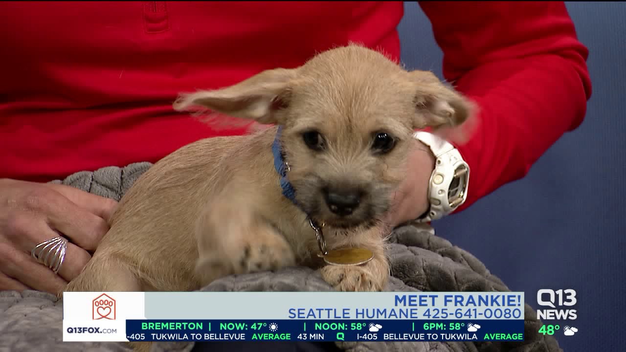 seattle humane society dog