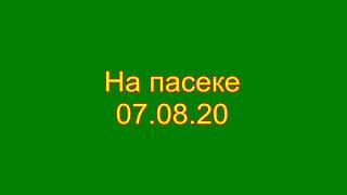 На пасеке. 07.08.20