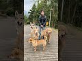 Curious, what are the babies looking at? Golden Retriever, Czech Wolfdog, a photo proves that yo