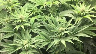 makin lemon aid  (TheMagicalBeanFactory) week4 flower
