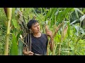 Protect the corn garden grow onions survival instinct wilderness alone ep184