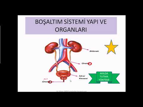 6 DK'da Boşaltım Sistemini öğrenin - Pratik - Akılda Kalıcı Ipuçları