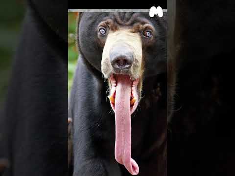 Video: ¿Los osos malayos son ciegos?