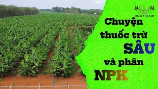 Episode 22: Caring for banana plants before they are about to bloom and the story of pesticides a...