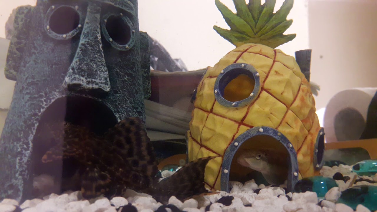 camera iphone 8 plus apk My Children are Betta Fishes
