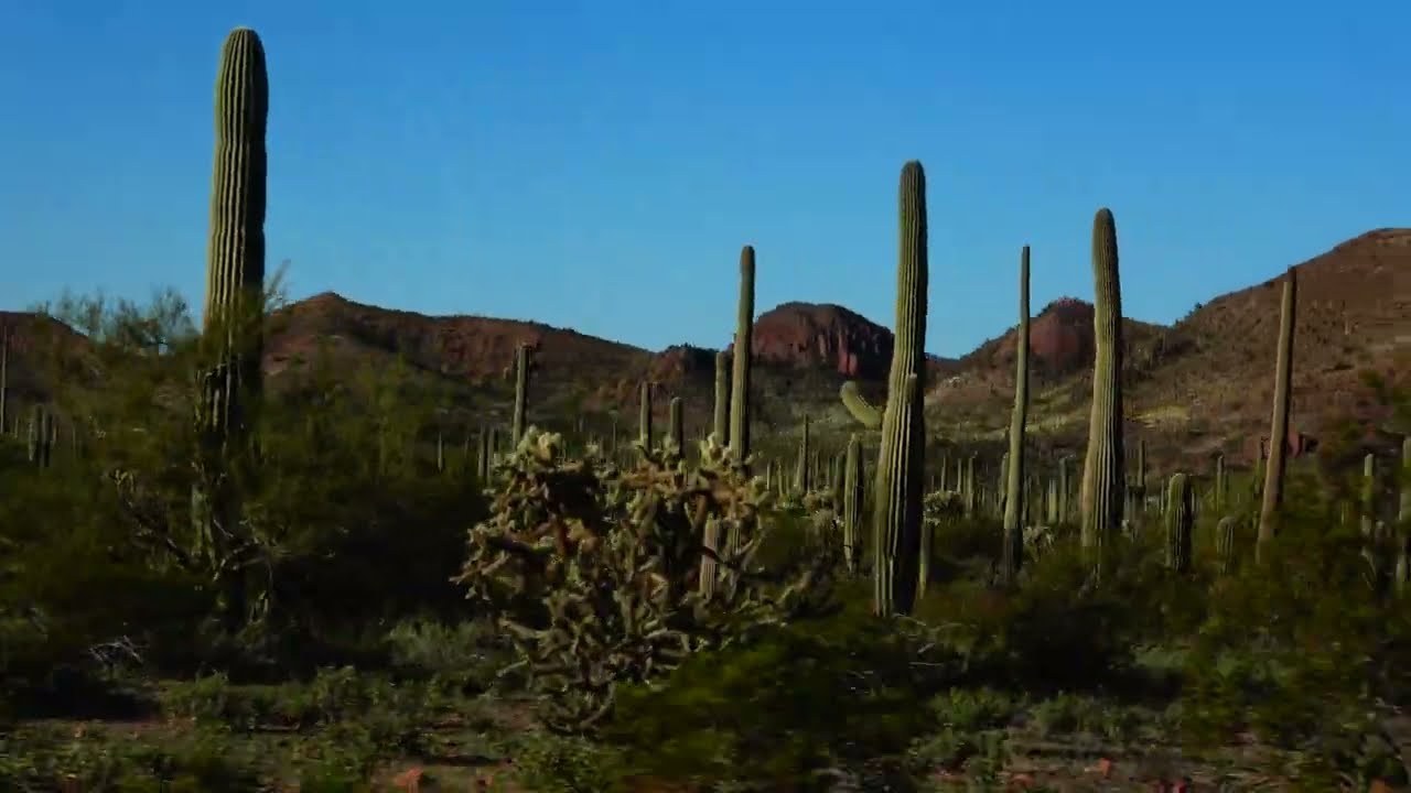 ALAMO CANYON, ORGANPIPE NATL. MONUMENT