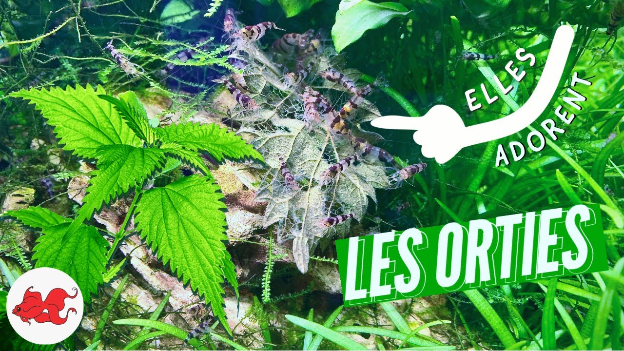 Orties pour les crevettes