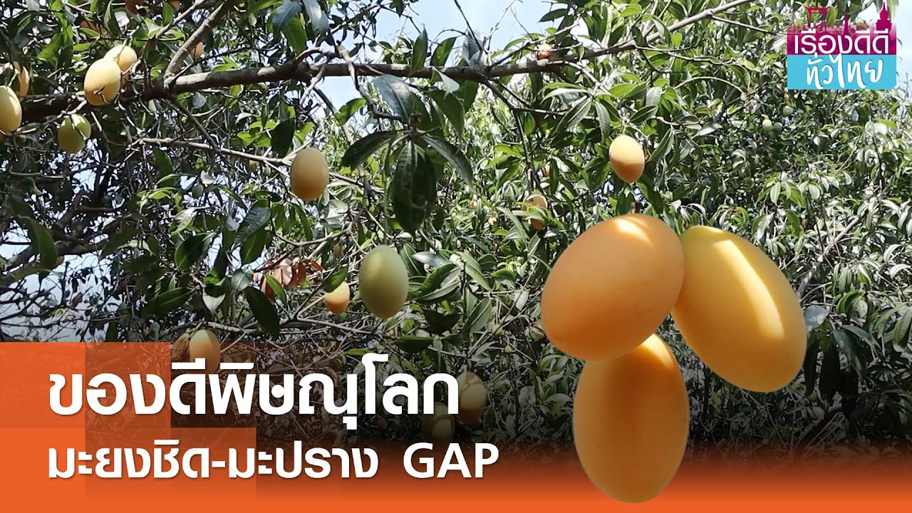 มะยงชิด-มะปราง GAPพิษณุโลกขายดี I เรื่องดีดีทั่วไทย 11-03-25