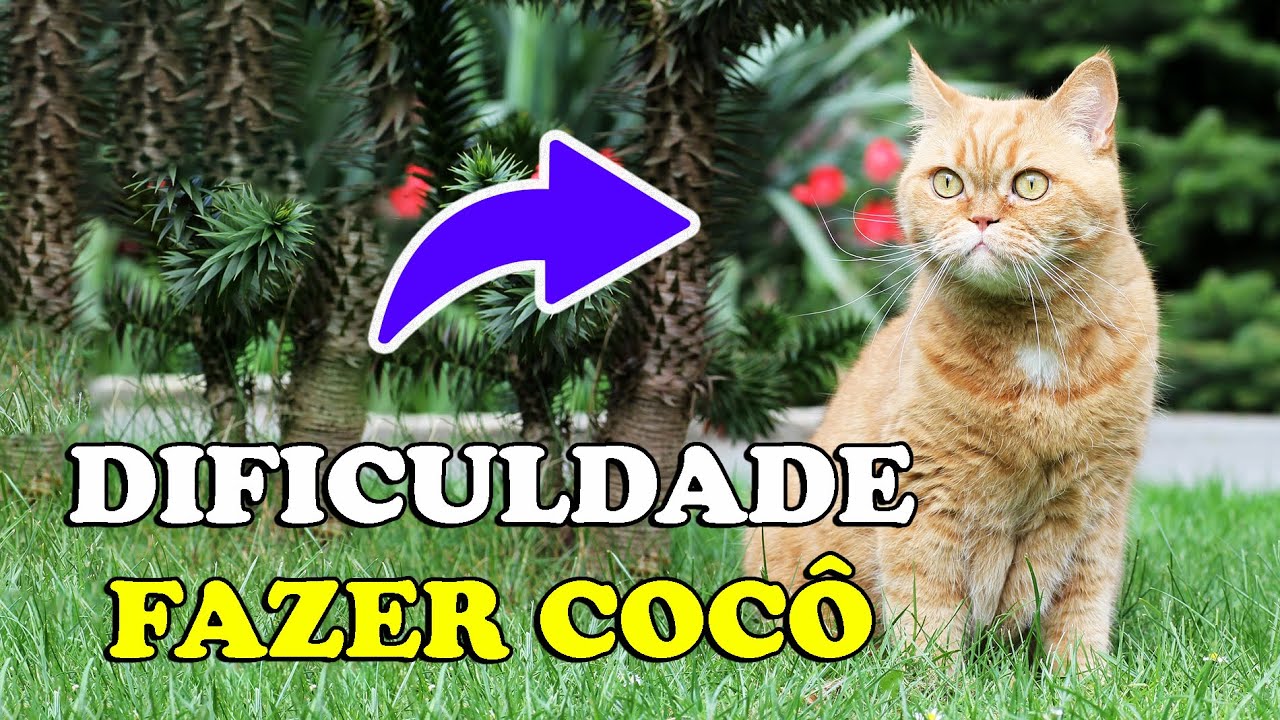 CONSTIPAÇÃO EM GATO prisão de ventre, gato com dificuldade de fazer cocô Gatil Hauser YouTube