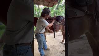 How important is it? Very! #clips #mule #horse #video #cowboylife #equestrian