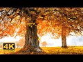 11 HOURS of 4K Enchanting Autumn Nature Scenes + Relaxing Piano Music for Stress Relief