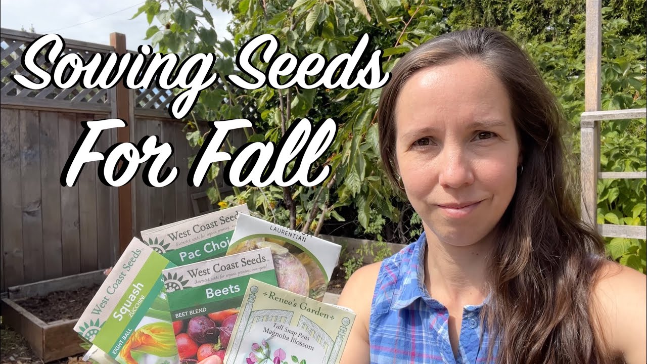 Fall Garden Planting Clearing raised beds and sowing seeds for the