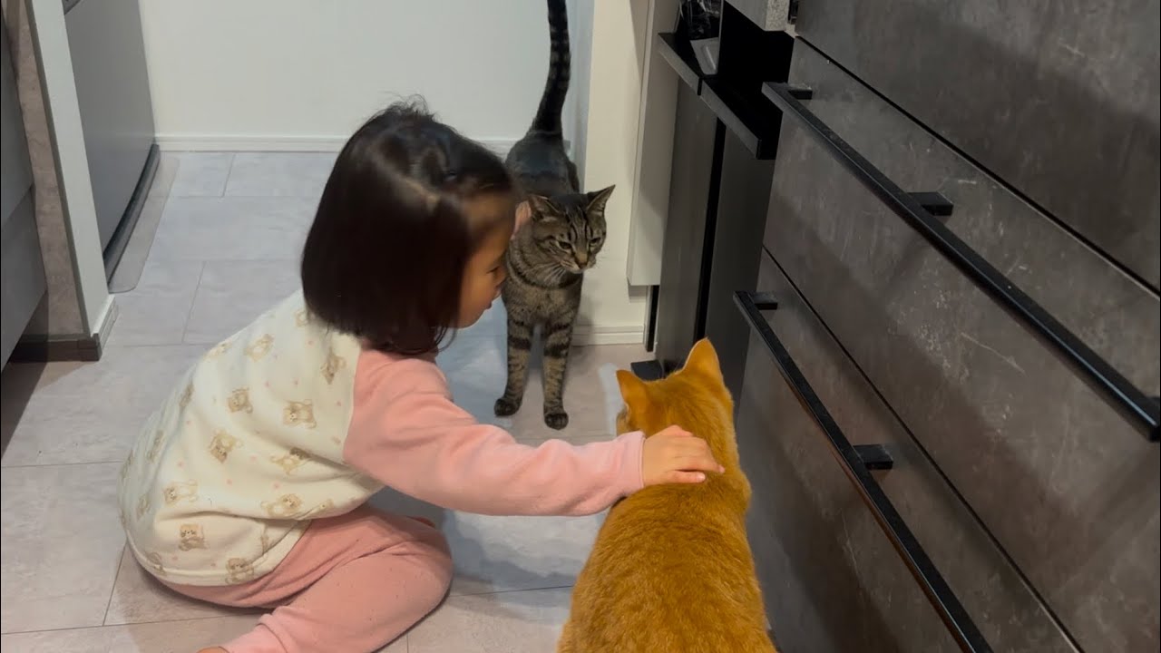 5歳娘が猫の喧嘩の仲裁に入ったらまさかのこうなりました
