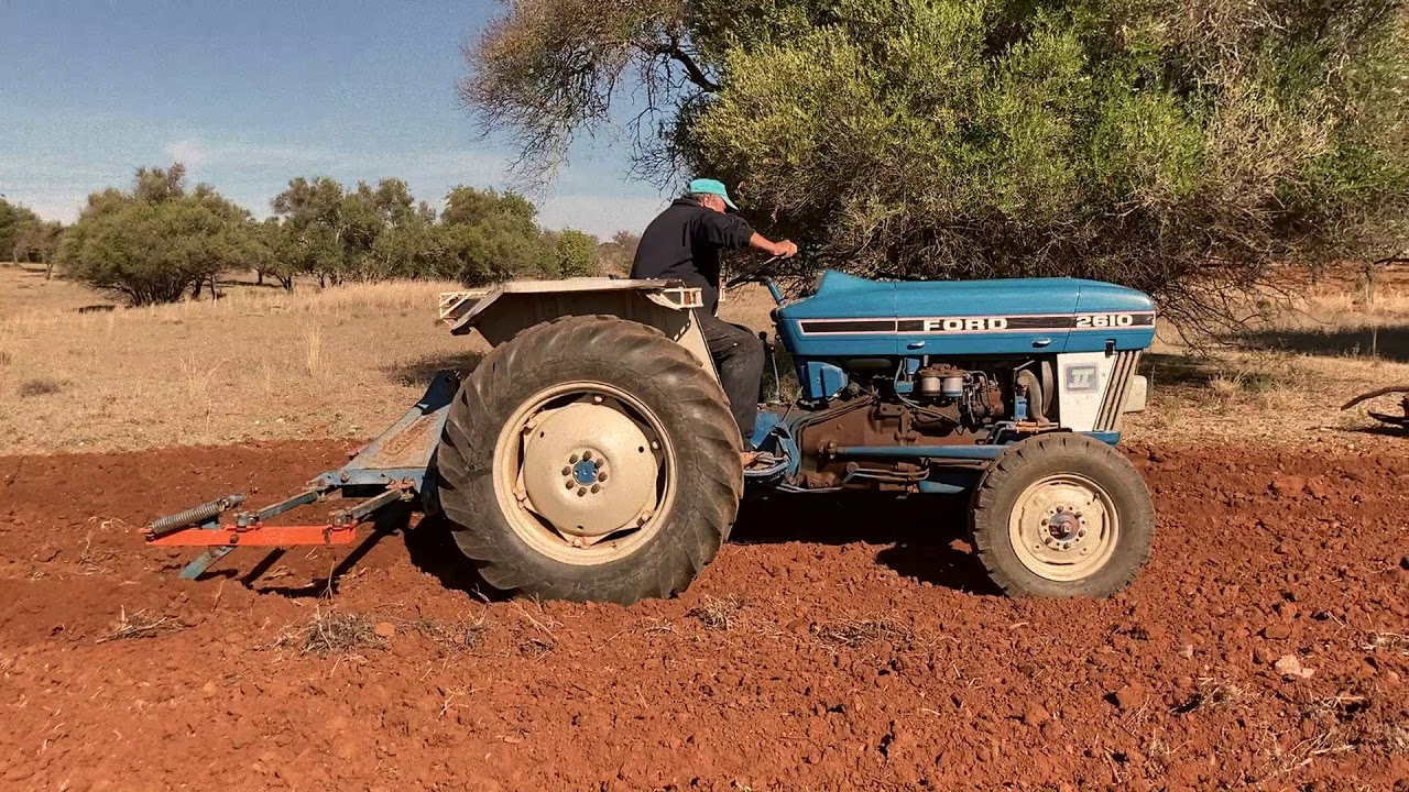 Sementeira de favas no Barrocal algarvio