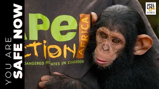 'You Are Safe Now' — Ape Action Africa: 30 Years of Saving Great Apes by Apes Like Us 1,682 views 1 month ago 8 minutes, 24 seconds