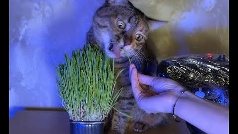 АСМР 🎧 Кошка ест траву и вкусняшки 😻 Мурлыкание 🐈 ASMR Cat