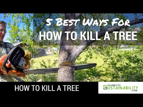 5 Best Ways For How To Kill A Tree - How To Kill A Tree - Journey To Sustainability