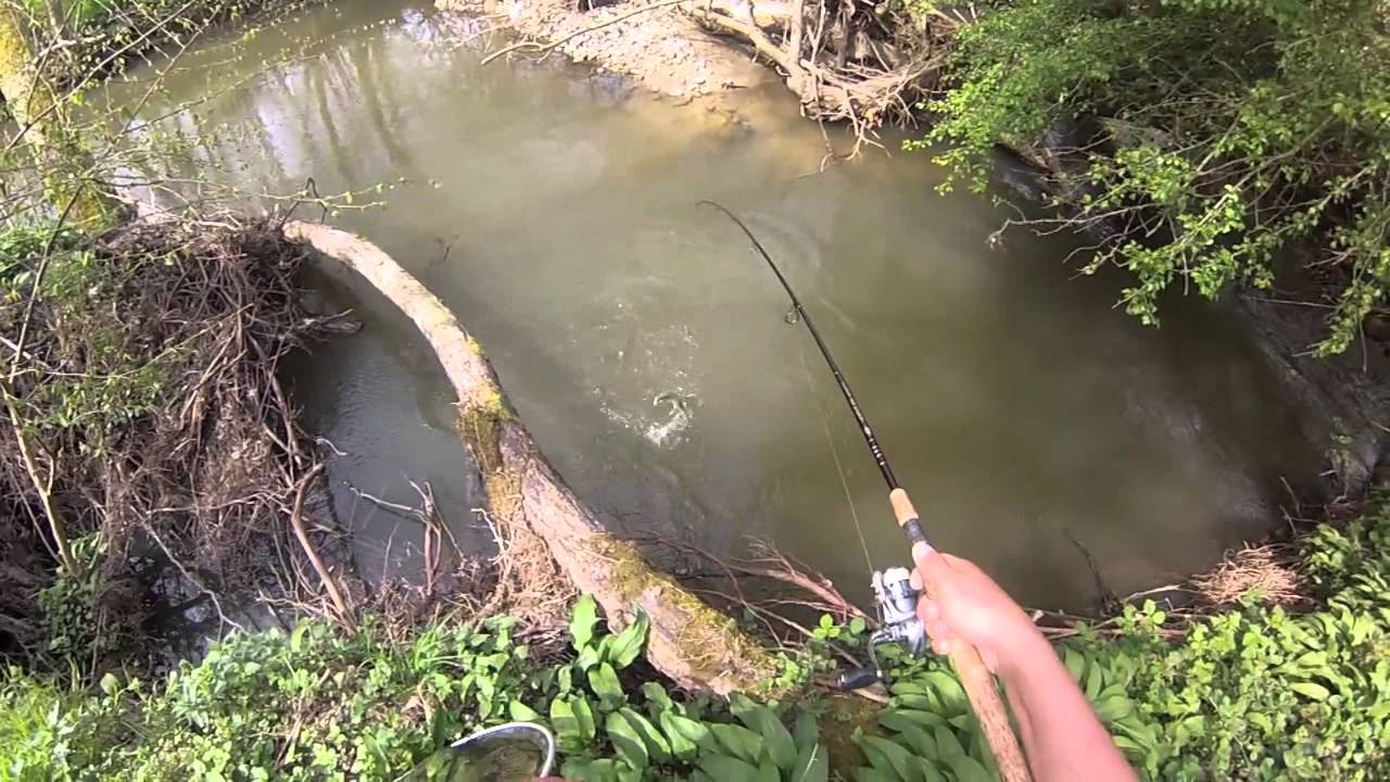 Truite fario en petite rivière. YouTube