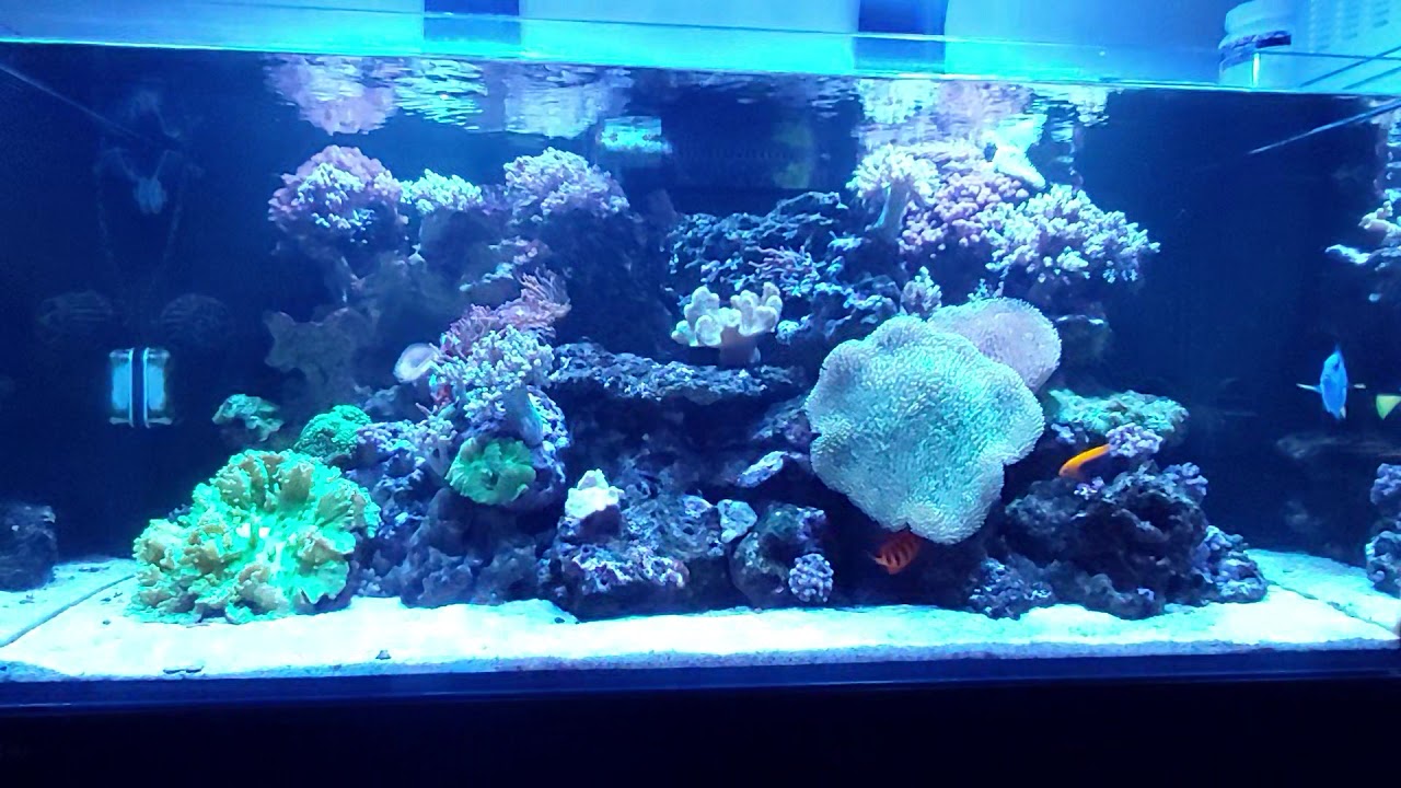 Aquarium recifal YouTube