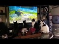 Cats watching tv