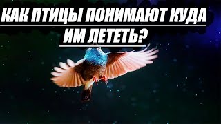 Как перелетные птицы понимают, куда им лететь?