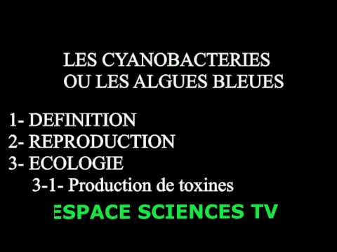 Vidéo: Différence Entre Les Cyanobactéries Et Les Algues