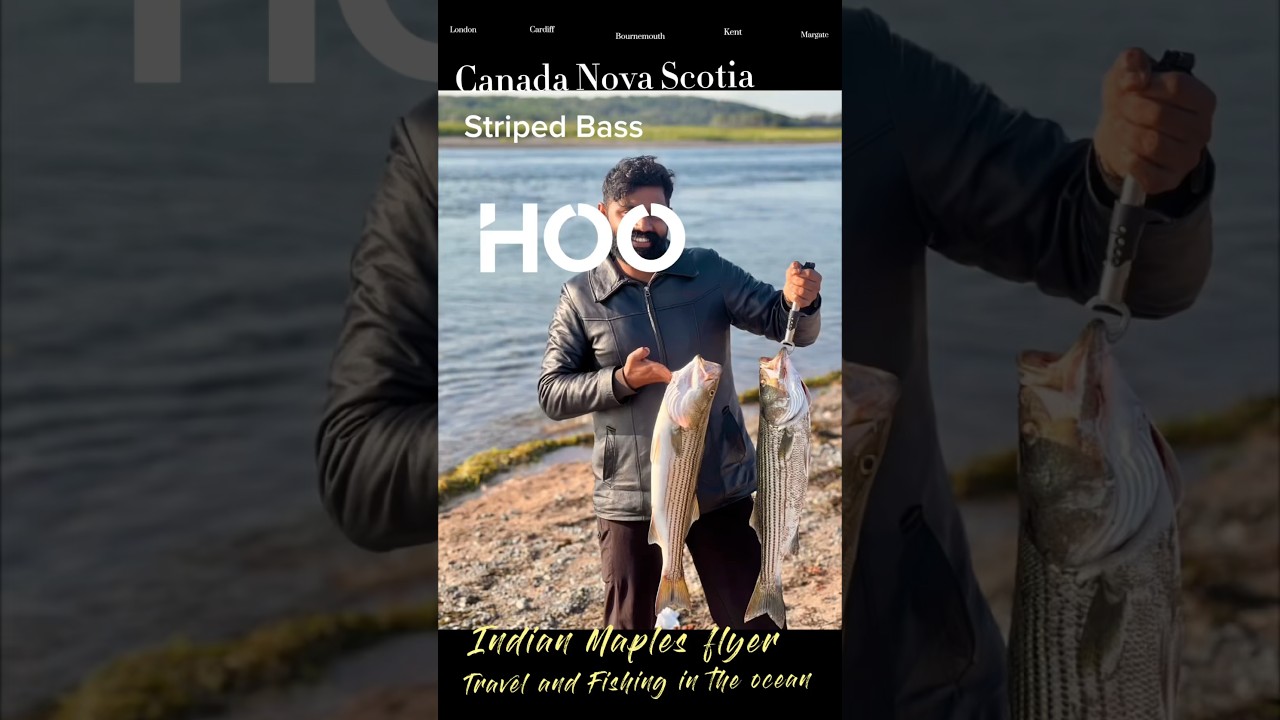 Catching Striped Bass in the Ocean Canada - Exciting Fishing Adventure! 🇨🇦🎣    