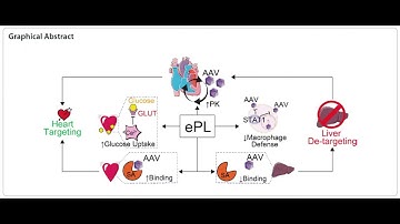 PLGA-Amine from PolySciTech used in development of nanoparticle targeting system for heart therapy.