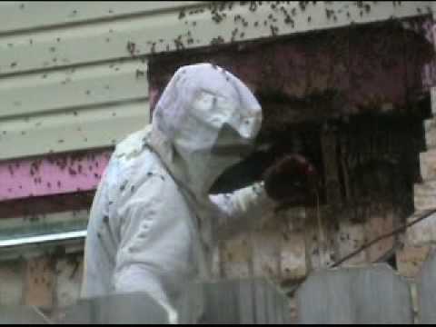 gotcha-pest-control---bees-are-taking-over-houston-homes