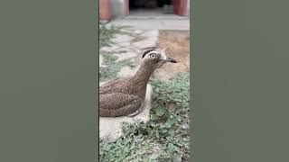 Meet This Adorable Huerequeque (Peruvian Thick-knee)!