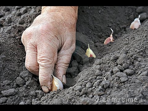 mondini plantas : Plantando Alho mondini plantas : Plantando Alho