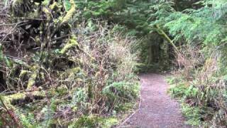 Famous ScienceMan Digital Lesson - Biomes - Temperate Rain Forest Wealth