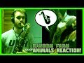 Saxophonetics random farm animals reaction