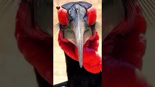 Кошачьи комедии.😻Прикольные кошки. Кот и птички. Враги или друзья? #враг #кот #смех #птица #short