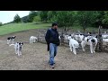 La stâna sătenilor din Preluca Veche și Copalnic Mănăștur | Oi și câini ciobănești - video 2020