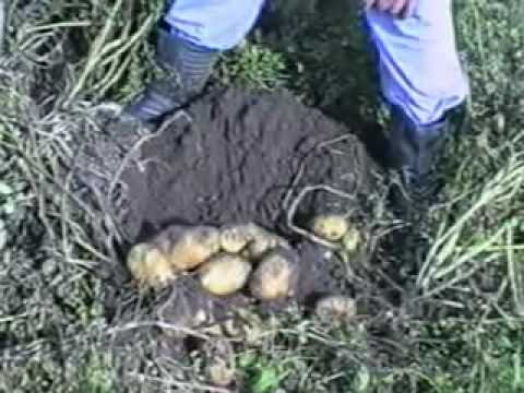 Видео: Напояване на картофи и влиянието му върху добива
